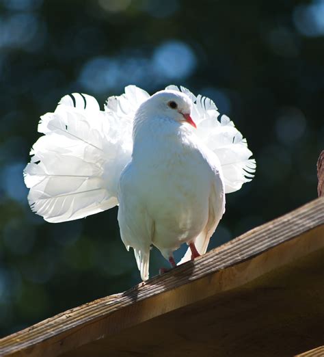 100 000 kostenlose Weiße Taube und Taube Bilder Pixabay