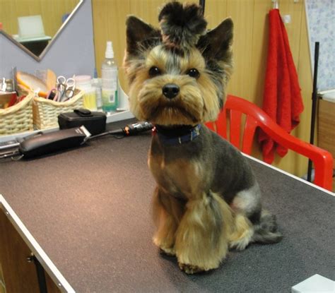 Yorkie Haircuts For Males And Females 60 Pictures Yorkielife