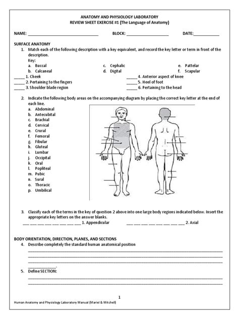 Anatomical Position Worksheet Pdf Anatomical Terms Of Location Worksheets Library