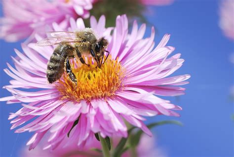 What do bees 'see' and how does it inform our understanding of vision