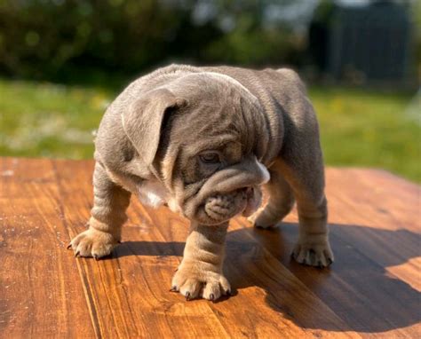 Stunning Fully Suited Lilac English Bulldogs Last Boy Remaining In