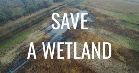 You Helped Us Save The Wetland