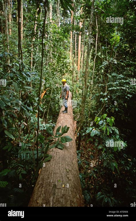 A Felled Yellow Meranti Tree In Tropical Rainforest In Central