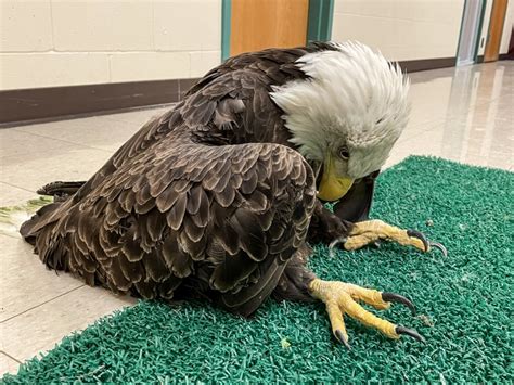 Bald Eagles Show Signs Of Widespread Lead Poisoning Zuckpost