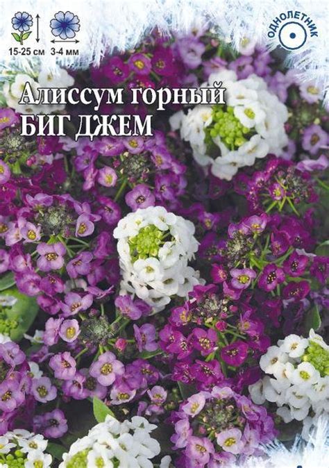 Купить семена алиссума в Москве и с доставкой по всей России