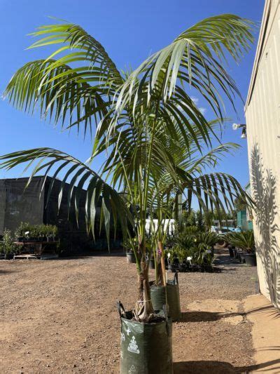 True Green Nursery S How To Guide For Howea Forsteriana Or Kentia Palm