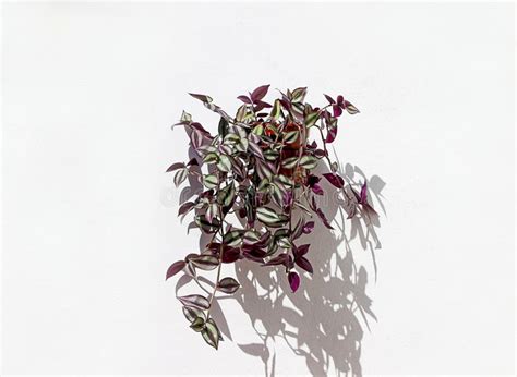 Tradescantia Zebrina Potted Plant Hanging On A White Wall Stock Photo