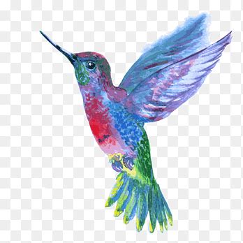 Hummingbird Lucifer sheartail, Bird, watercolor Painting, animals png ...