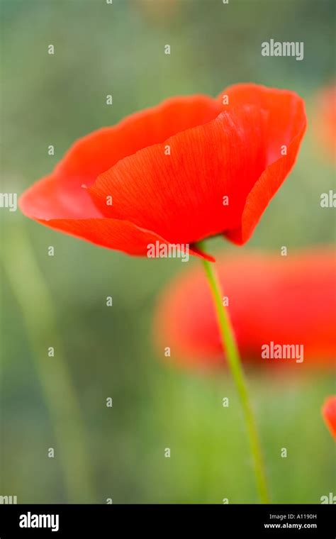 Papaver rhoeas Field poppy Stock Photo - Alamy