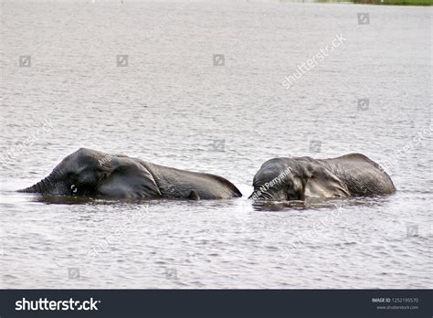 Elephants Having Sex Chobe River Chobe Stock Photo 1252195570 Shutterstock