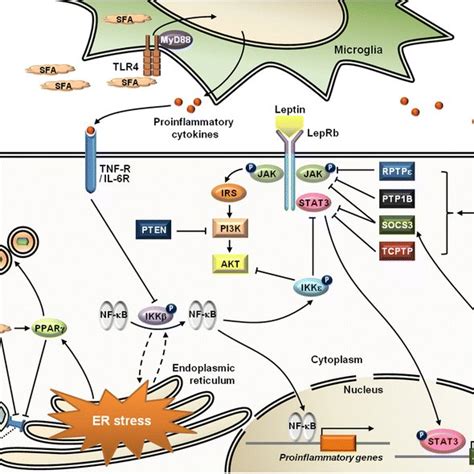 Signaling Pathways Of Leptin And Its Downstream Effectors Leptin Binds Download Scientific