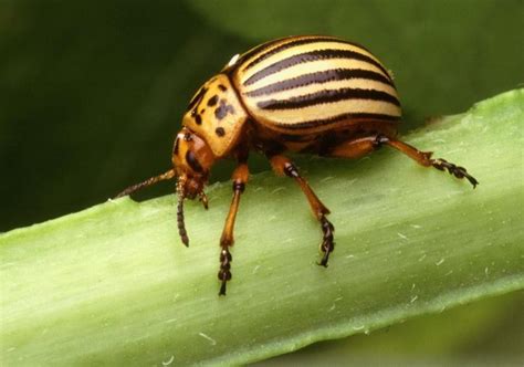 Free picture: colorado, potato, beetle, leptinotarsa, decemlineata, insect 