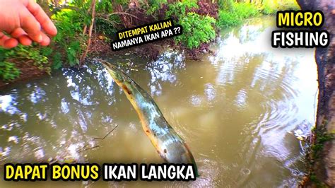 Mancing Ikan Dapat Jenis Ikan Langka Youtube