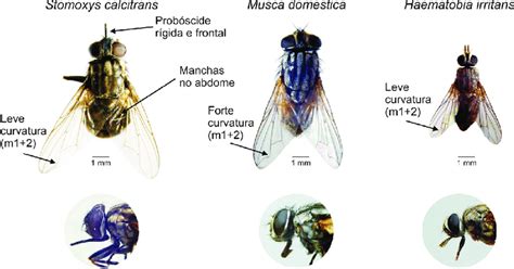 Adultos de três dípteros muscídeos mosca dos estábulos Stomoxys