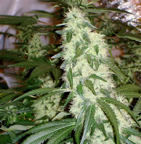 15 Ways to Increase Cannabis Yields Indoors | Grow Weed Easy