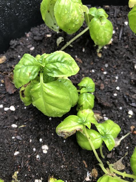 Lettuce Plant Turning Brown Mbi Garden Plant