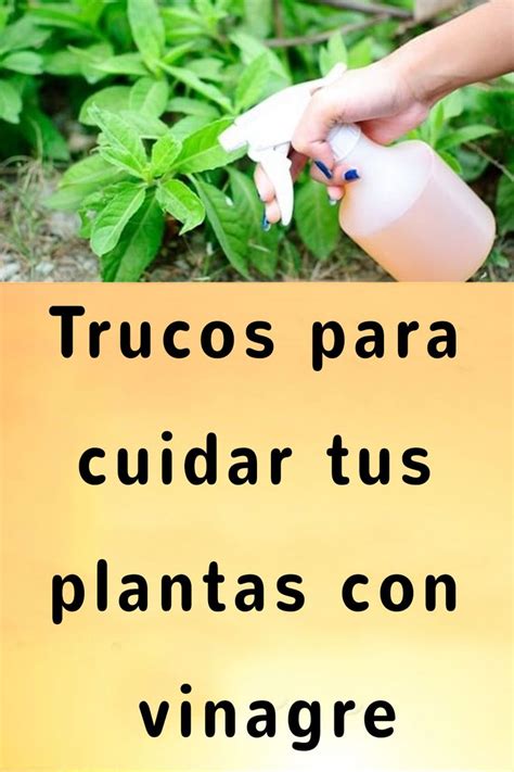 Trucos Para Cuidar Tus Plantas Con Vinagre En 2023 Vinagre Para Las