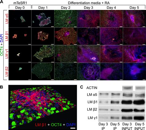 The Expression Of Laminin α5 β1 β2 And γ1 Chains In Differentiating