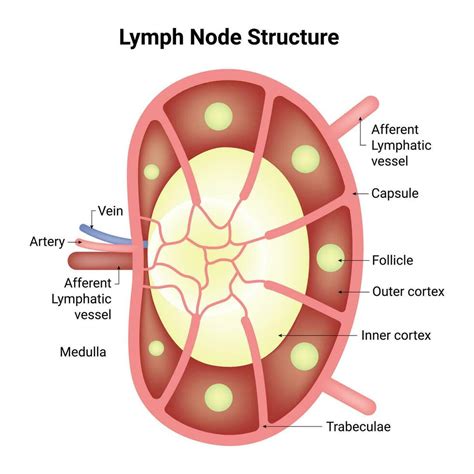 Lymph Node Structure Science Design Vector Illustration 36059214 Vector ...