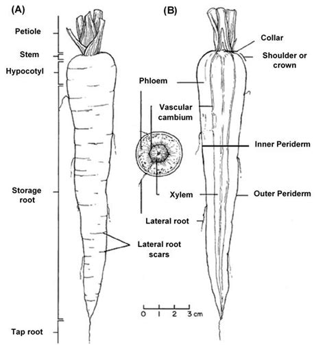 Carrot Root Anatomy A Longitudinal B Cross Section Showing The