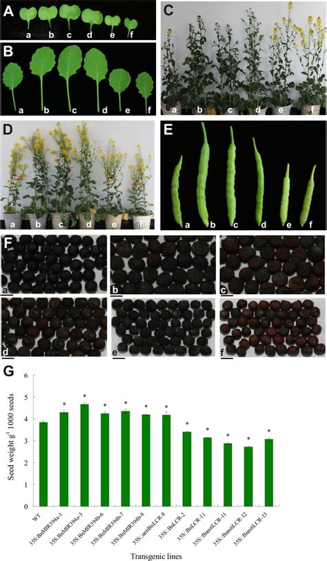 Phenotypes in various transgenic plants including (a) WT; (b ...