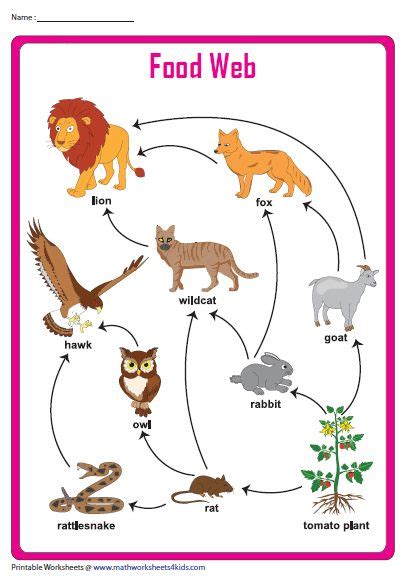 Food Web Chart Food Chain Worksheet Food Webs Projects Science Food