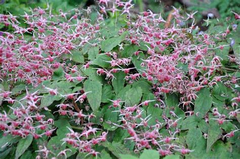 Medicinal Health Benefits Of Epimedium Horny Goat Weed Agric Profits