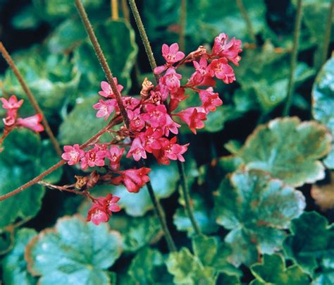 Coral-bells | Shade-Loving, Perennial, Deer-Resistant | Britannica