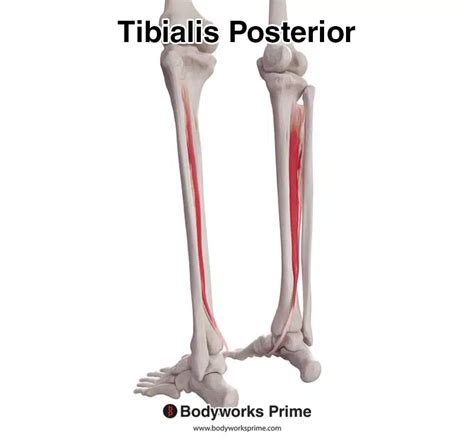 Tibialis Posterior Muscle Anatomy Bodyworks Prime