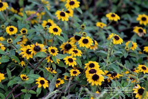 Ojo De Gallo Plantas Y Polinizadores De San Gabriel Chilac Inaturalist