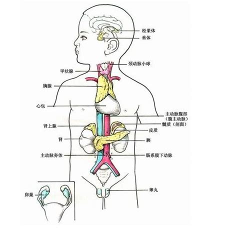 内分泌系统解剖学 人体解剖图 医学图库