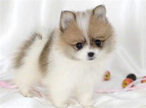 Teacup Pomeranian Full Grown | Teacup Pomeranian