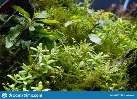 Underwater Aquatic Ryoboku Aquascape Healthy Swamp Plant Growth