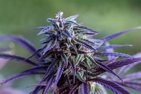 'Purple weed' could save California's dying pot farms