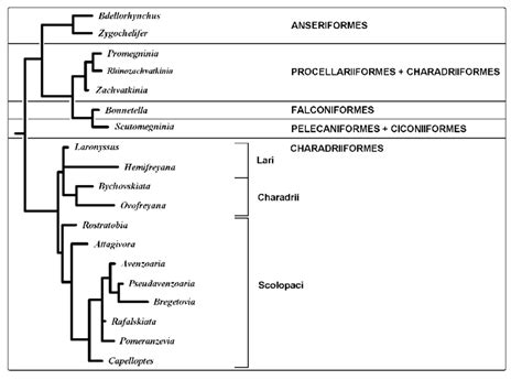 Host Parasite Association Of The Subfamilies Avenzoariinae And