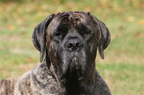 American Mastiff | American mastiff, Mastiffs, Bull mastiff