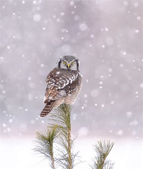 Crowd Results Birds In The Rain Or Snow Bird Photo Contest