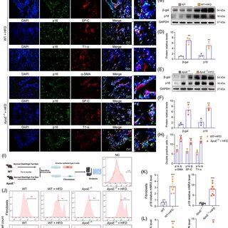 Hfd Induces P Accumulation And Cell Senescence In Epithelial Cells