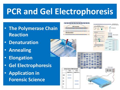 PCR and Gel Electrophoresis - Student Presentation | Science 6th Grade