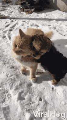 Cat And Dog Hugging GIFs | Tenor