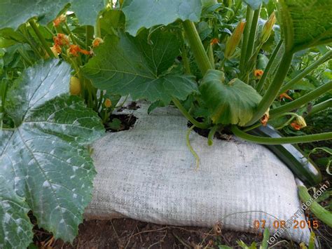 Фото кабачки на грядке: Мобильные грядки для кабачков своими руками - фото