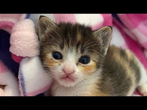 Save Me Kitten Crying Blind And Sick Kitten Cries For Help But