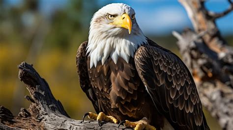 Close up porträt einer großen starken weißen eule mit riesigen gelben