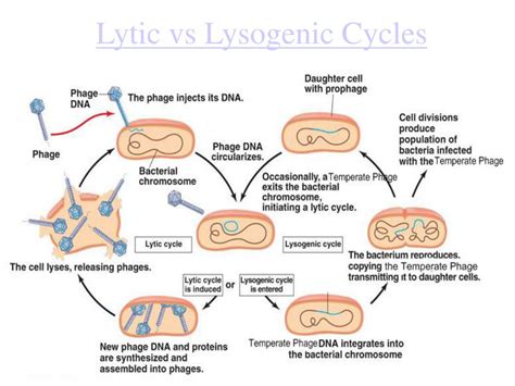 Ppt The Biology Of Viruses Powerpoint Presentation Free Download Id688966