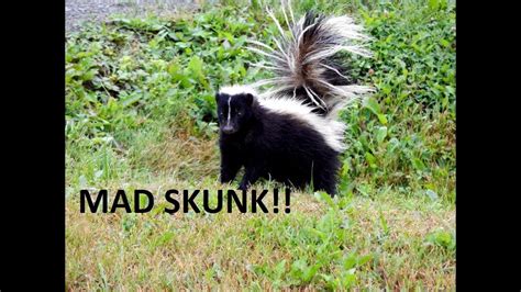 Real Skunk In The Toilet Prank Youtube