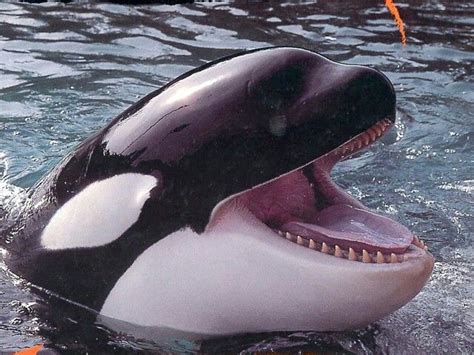 an orca in the water with its mouth open and it's tongue out