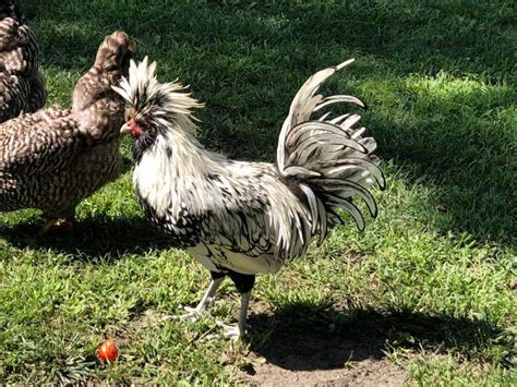 Silver Laced Polish Chicken Baby Chicks For Sale Cackle Hatchery