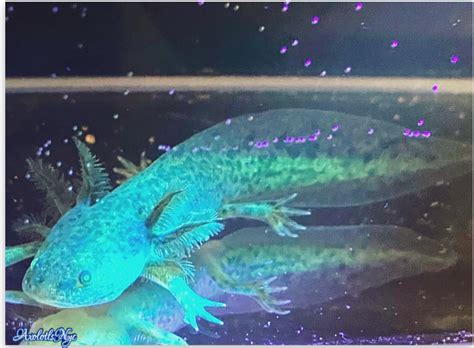 Gfp Axolotl