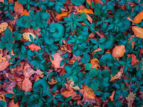 Nature Autumn Leaves Oak Fallen Hd Phone Wallpaper Pxfuel