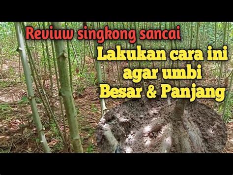 Reviuw Singkong Sancai Ciri Ciri Dan Cara Penanaman Bertani Singkong